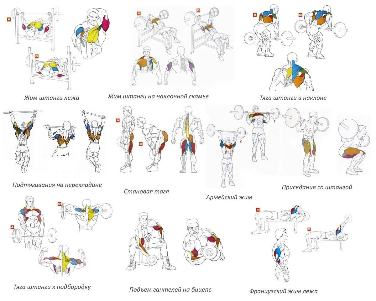 План качка. Базовые упражнения для набора мышечной массы. План тренировок в тренажерном зале в схеме. Программа тренировок штанга гантели. Программа тренировок со штангой дома.