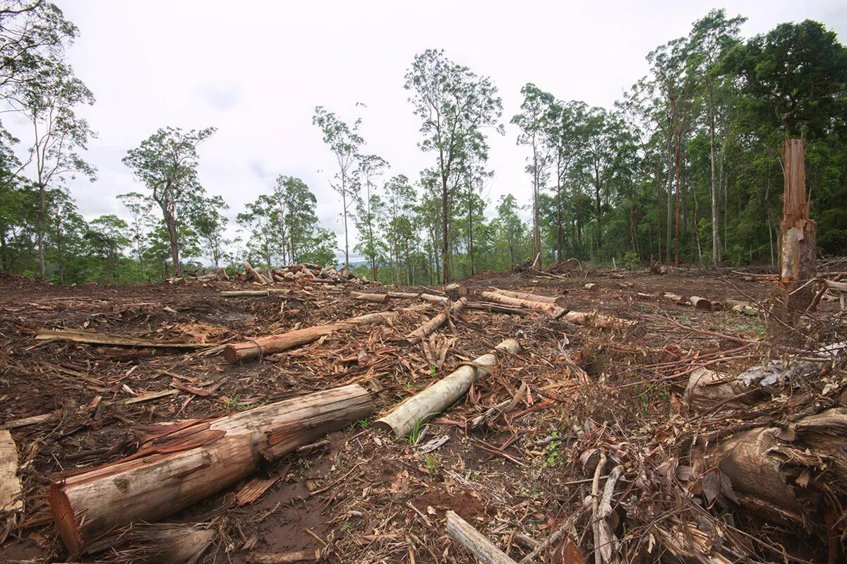 Destroy wildlife. Разрушение биоразнообразия. Биоразнообразие леса. Loss of Biodiversity. Habitat loss.