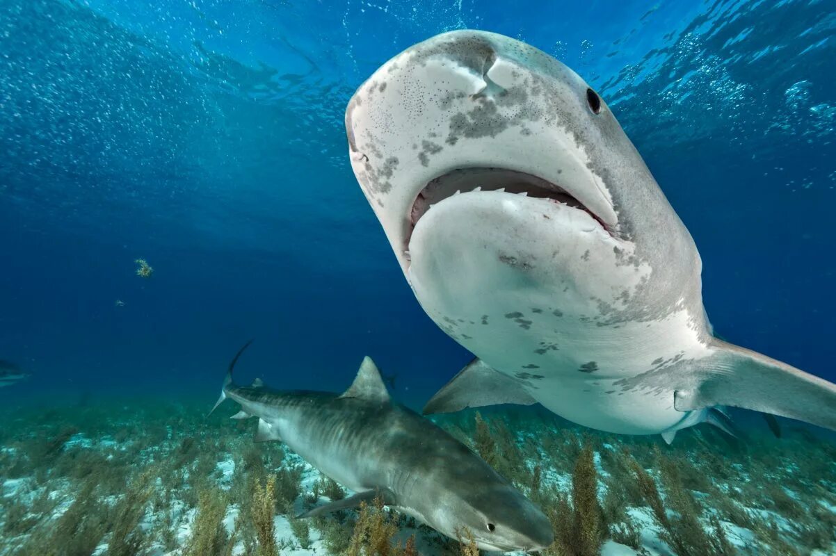 Акула тигровая Шарк. Большая белая акула кархародон. Акулы Атлантического океана. Атлантическая полосатая акула. Атлантический обитатели