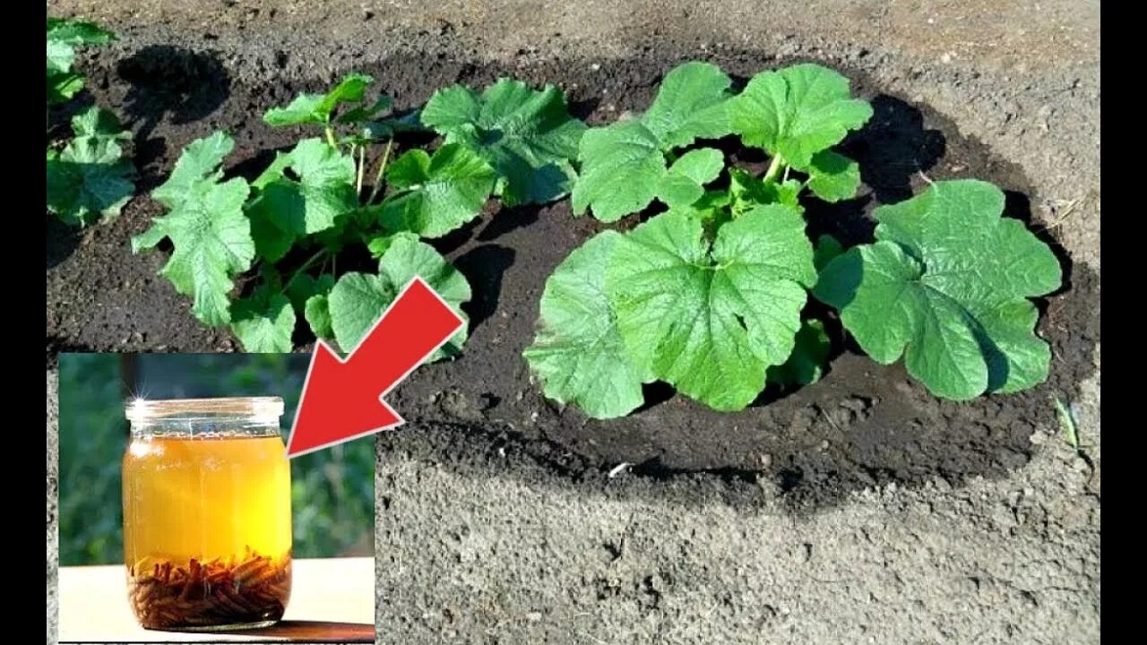 подкормить кабачки в июне. чем подкормить кабачки в июле. чем подкормить кабачки в открытом грунте. для. удобрение для кабачков в открытом.