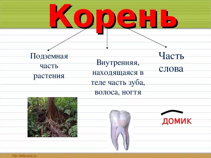 Слова где в корне есть корень. Корень слова. Корень слова слова. Корень слова корень. Слово.