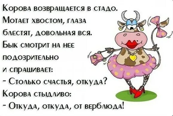 анекдоты про колхозников самые смешные. шутки про коров. анекдот про доярку. анекдот про русалку и корову. лучшие анекдоты.