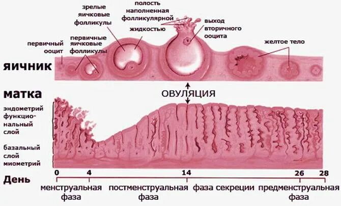 Полость матки 5. Слизистой оболочке матки гистология. Фазы менструального цикла и толщина эндометрия. Фазы менструационного цикла матка гистология. Стадии менструального цикла гистология.