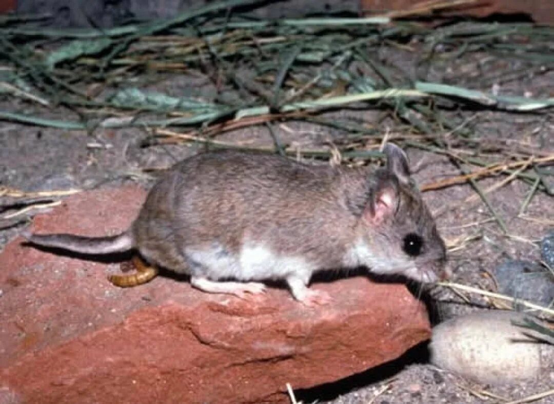 Кузнечиковый хомячок. Onychomys torridus. Кузнечиковая мышь. Кузнечиковые хомячки. Скорпионовый хомячок.