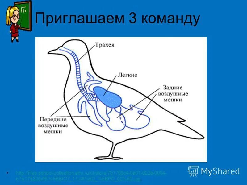 Внутреннее строение птиц связанные с полетом