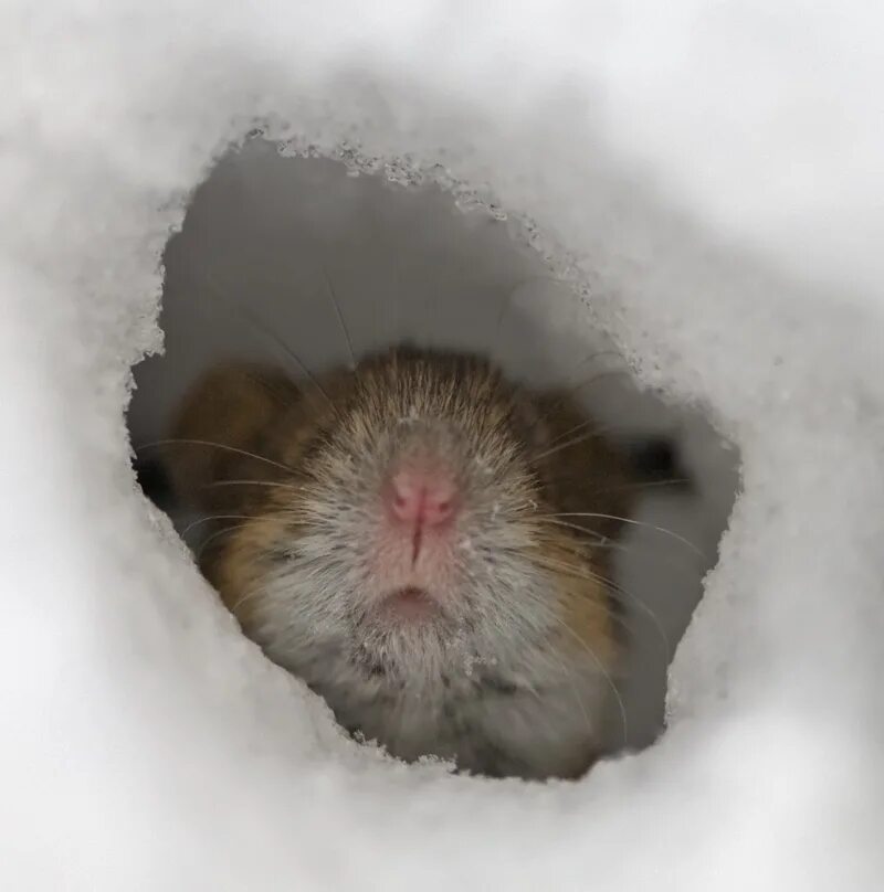Полевые мыши зимой. Мышь в снегу. Хомяк замерз. Мышь зимой. Полевая мышь зимой.