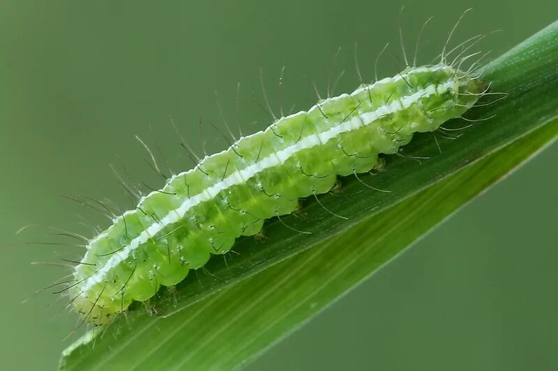 52). сосновый шелкопряд коконопряд. гусеницы красноярск. коричневый caterpillar гусеница. гусеницы апаче wt для брп г2.