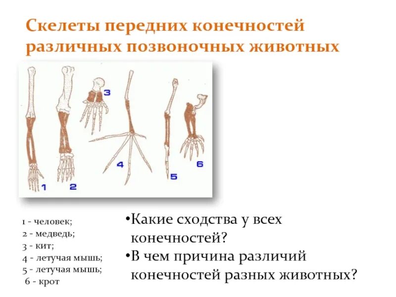 Конечности позвоночных животных. Скелет передних конечностей у человека. Гомология скелета передней конечности позвоночных. Сходство и различия в строении передних конечностей позвоночных.