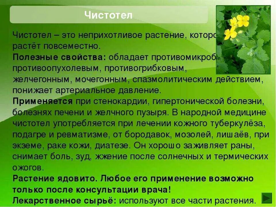 Чистотел применение внутрь. Лечебные растения. Чистотел. Лечебные травяные лекарства чистотела. Чистотел лекарственный.