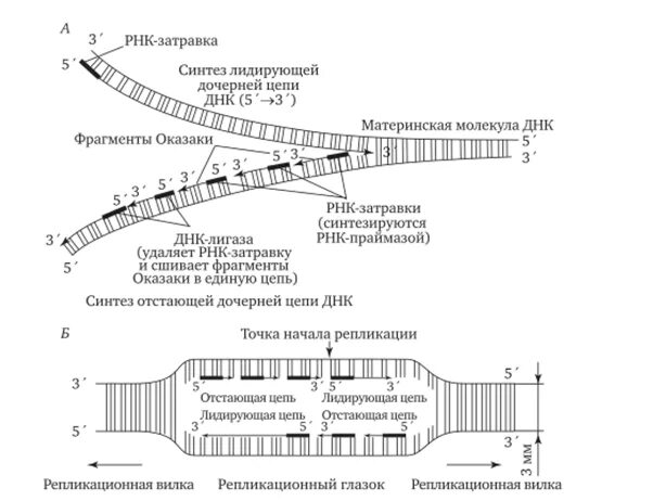 Синтез лидирующей дочерней цепи ДНК. Репликационная вилка РНК затравки. Синтез дочерних цепей ДНК. Синтез отстающей дочерней цепи ДНК происходит.