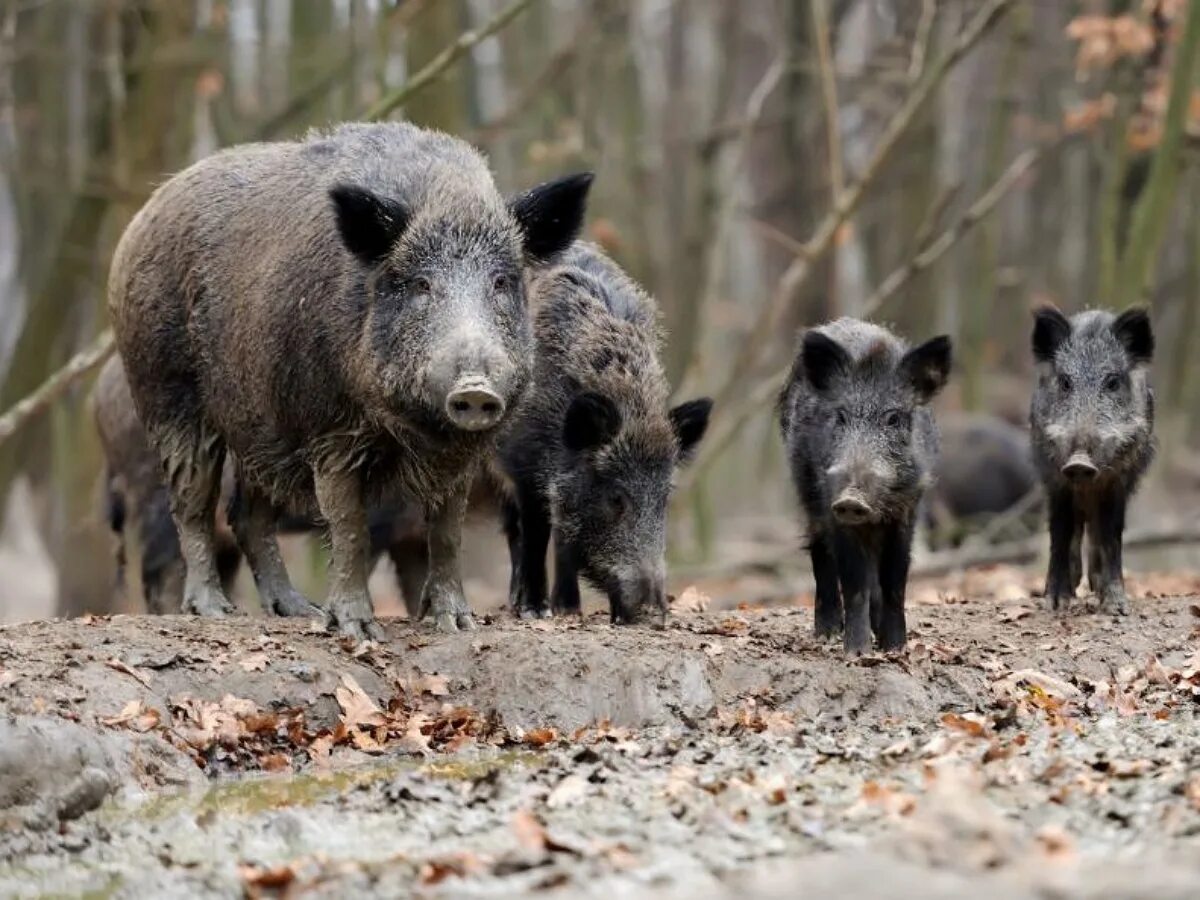 Т кабанов. Т кабанов. Кабаны стая. Тропы кабана. Ареал дикого кабана.
