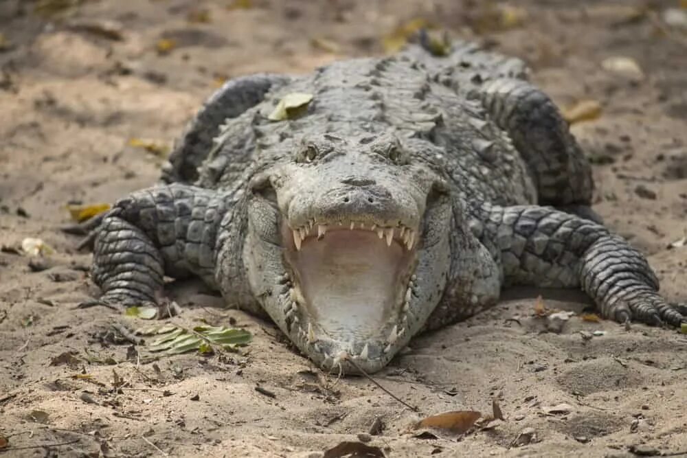 Крокодилы открывают рот. Крокодил с открытым ртом. Крокодил с раскрытой пастью.