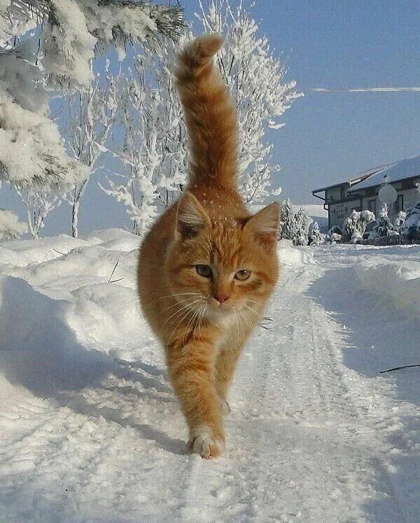 Зимние коты. Рыжие коты зимой. Рыжий кот в снегу. Снежный котик. Животные чуть чуть