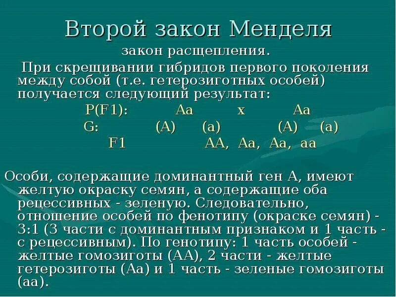 Гомозиготной особью можно. При скрещивании гибридов первого поколения между собой. Расщепление гетерозигот. Второй закон Менделя закон расщепления. Скрещивание гетерозигот расщепление.