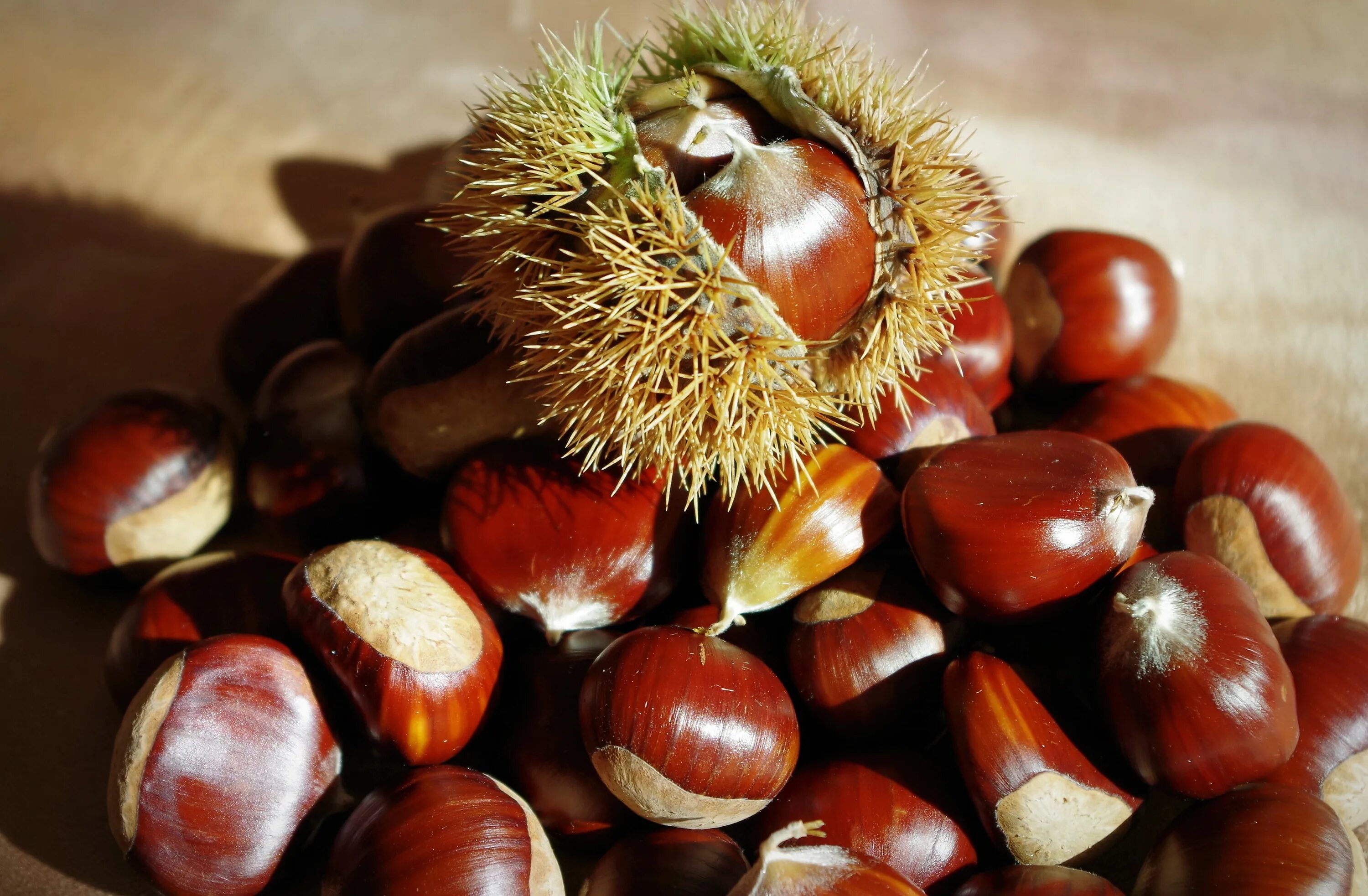 Орех каштан Чили. Каштан посевной (Sweet Chestnut). Sweet Chestnut дерево. Каштан Марони дерево. Каштановый орех