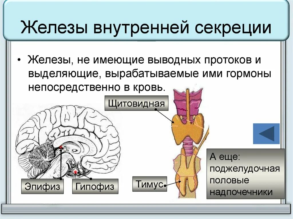 Не имеет желез