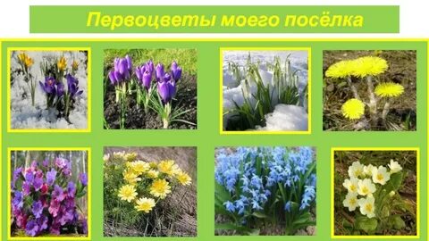 Первоцветы первыми
