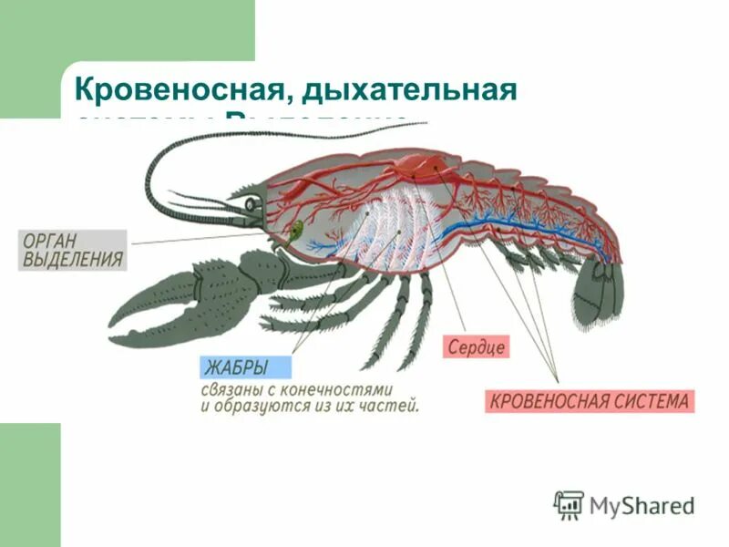 Краб дыхание