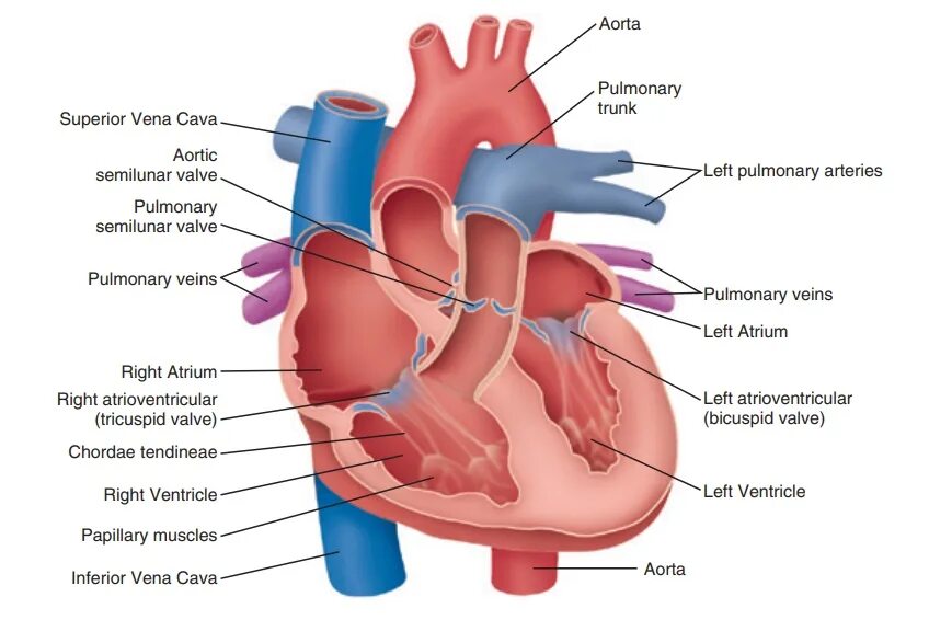 Heart structure. Vena Cava function. Human Heart structure. Human structure