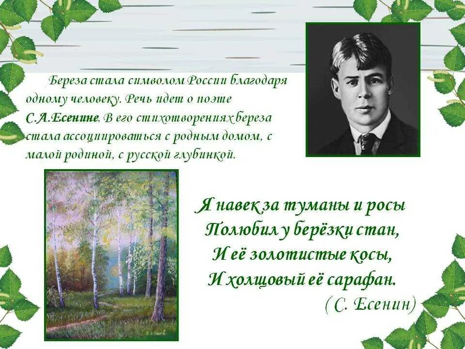 Стих Есенина береза. Стих про березу. Стихи Есенина.