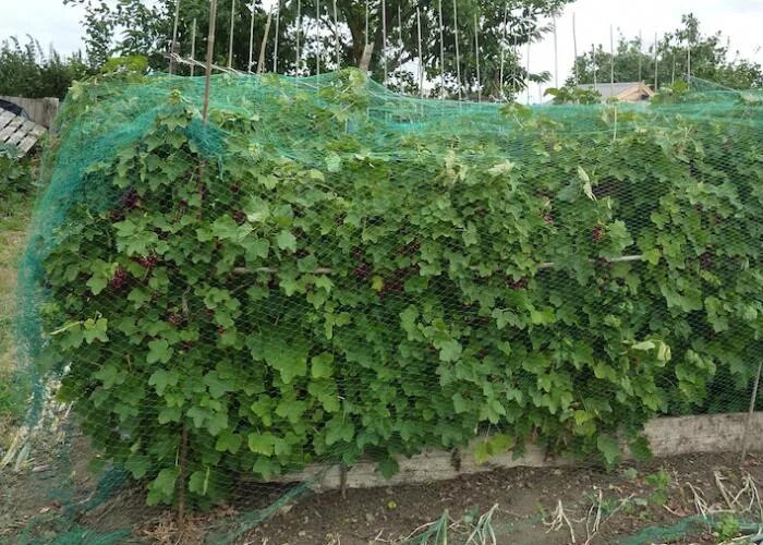 Закрываем черную смородину