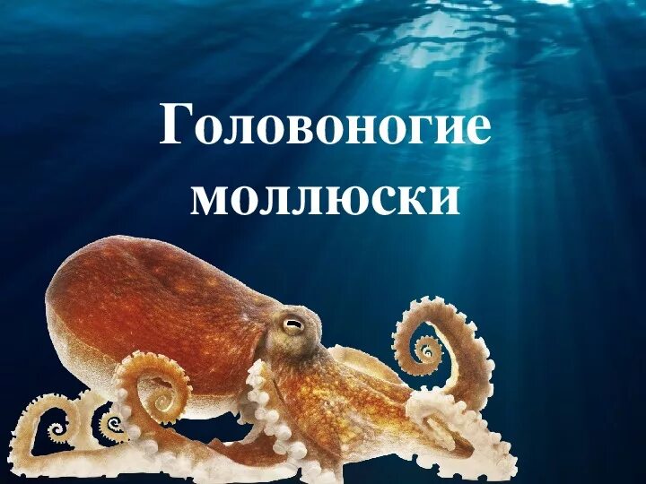 Головоногие кратко. Головоногие моллюски биология. класс головоногие моллюски 7 класс биология. представители головоногих моллюсков 7 класс. головоногие моллюски презентация 7 класс.