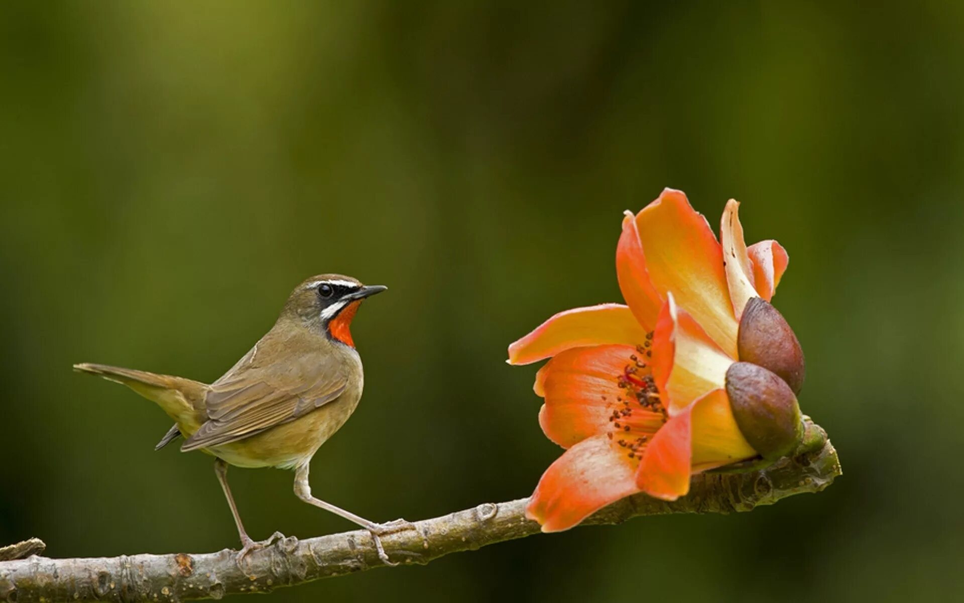 Природа птицы. Красивые птицы. Птичка на цветке. Обои на рабочий стол птицы.