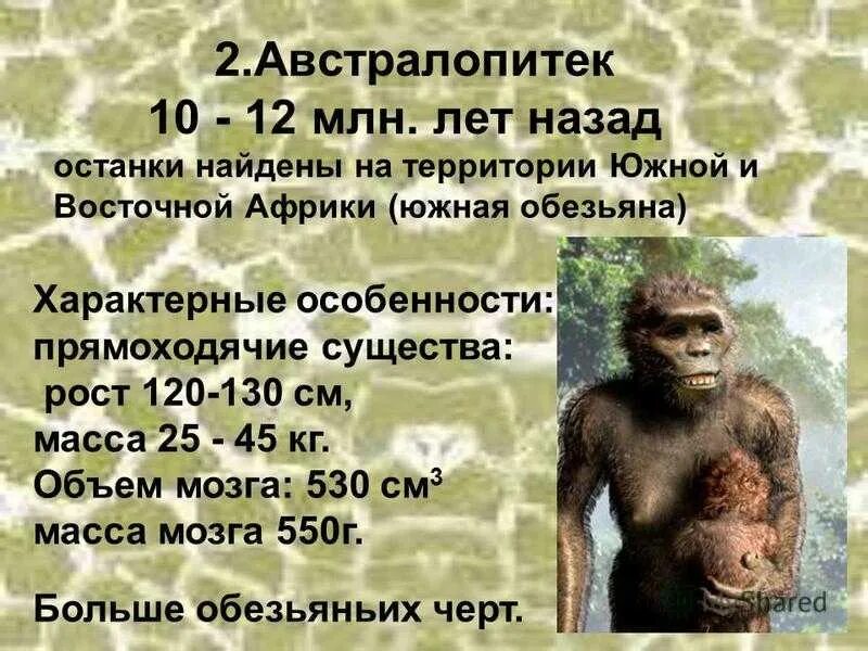 Человек умелый найден
