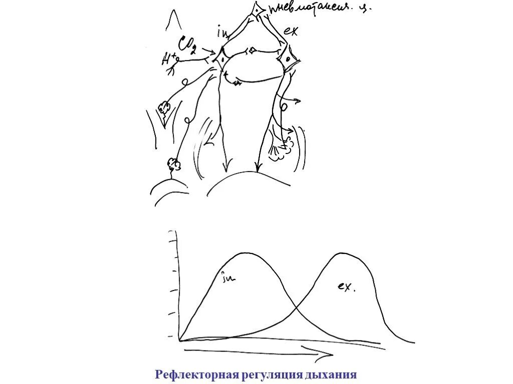 Рефлекторная регуляция дыхания. Рефлекторная дуга дыхания. Рефлекторная дуга дыхания схема. Регуляция дыхания схема.