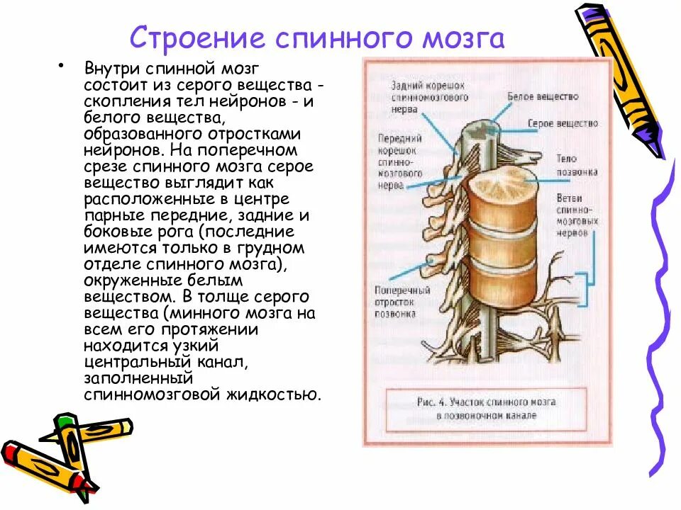 Из какого вещества состоит спинной мозг. Схема спинной мозг вещество жидкость. Структуры серого и белого вещества спинного мозга. Спинной мозг состаиз из. Из каких веществ состоит мозг