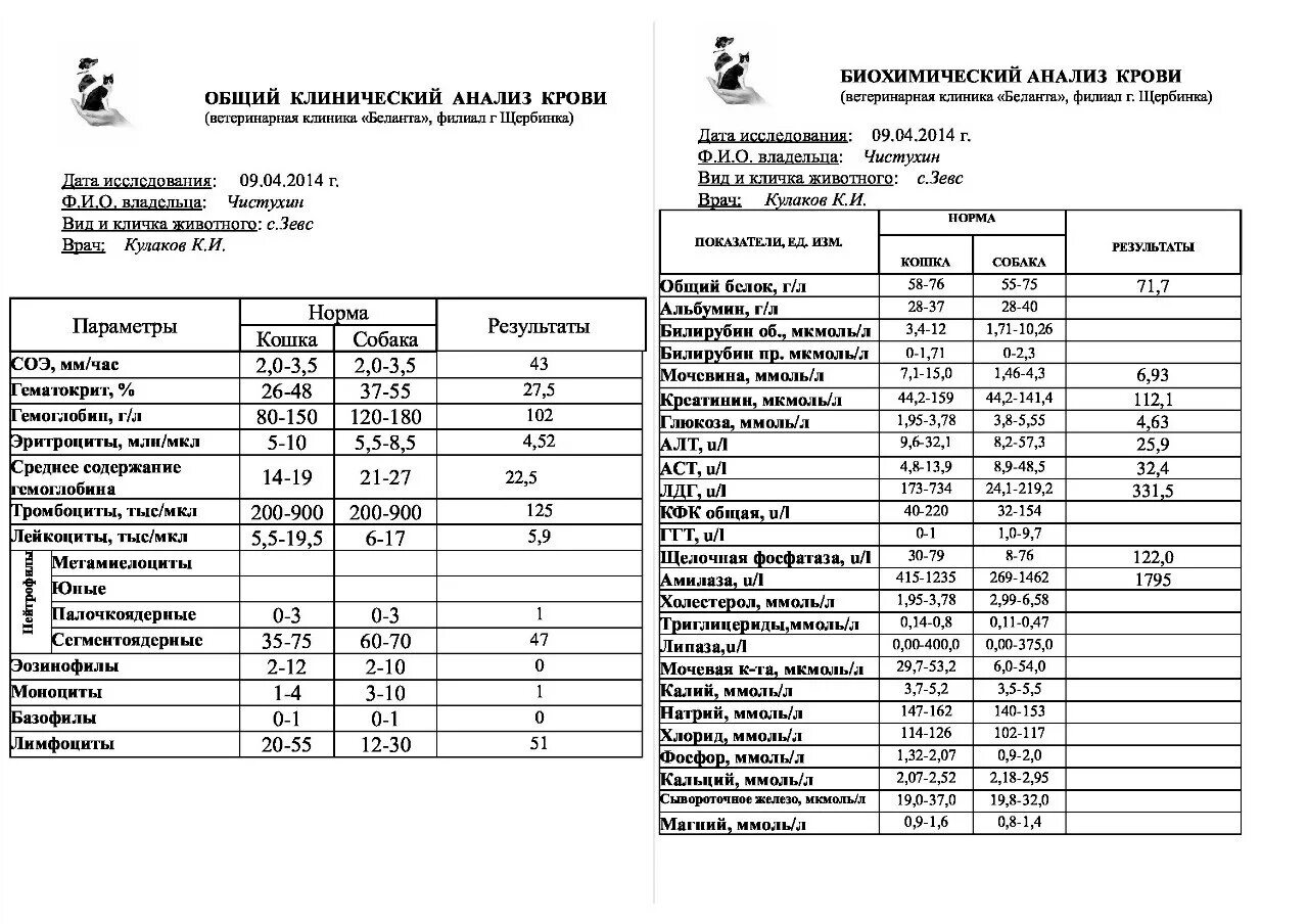Биохимия крови кота. Расшифровка анализа крови биохимический ОАК. Биохимический анализ крови показатели нормы расшифровка. Биохимическое исследование крови собак норма. Биохимия крови собаки норма.