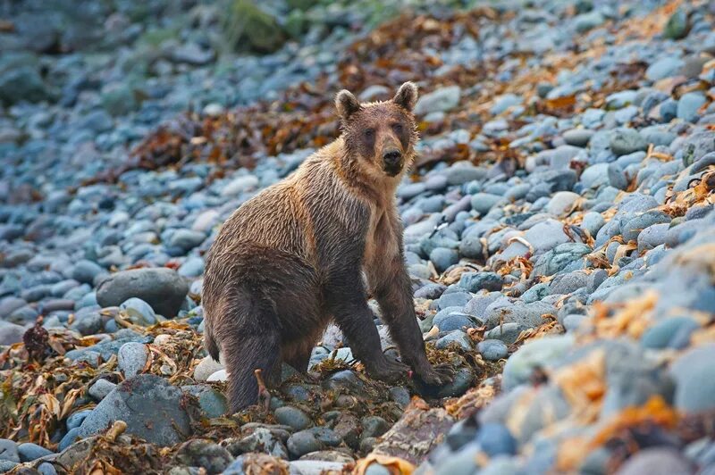 медведь сахалин. животные обитающие на сахалине. курильский заповедник. животный мир сахалина. животный мир сахалина.
