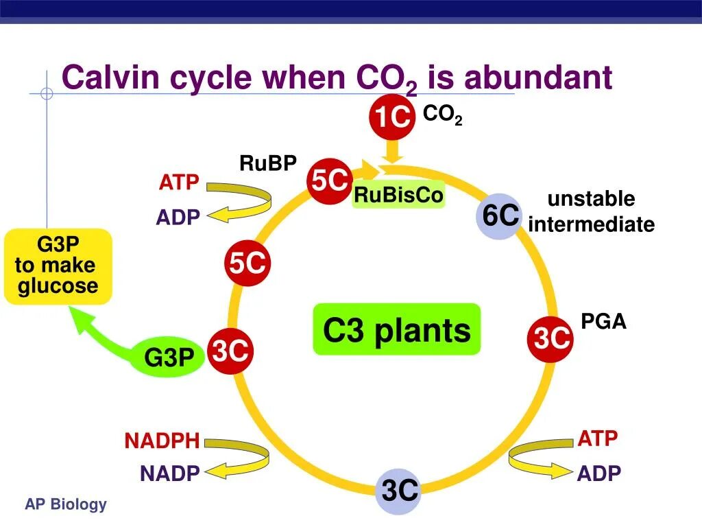 Цикл кальвина в хлоропластах. Цикл Кальвина в фотосинтезе. Цикл Кальвина биохимия. Цикл цикл Кальвина. Цикл Кальвина с3 и с4.