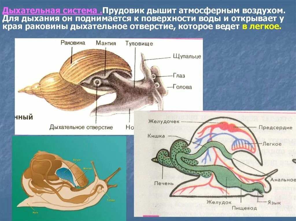 Какой тип развития характерен для прудовика обыкновенного. Дыхательная система прудовика обыкновенного. Дыхательная система улитки прудовика. Малый прудовик дыхательная система. Дыхательная система моллюсков схема.