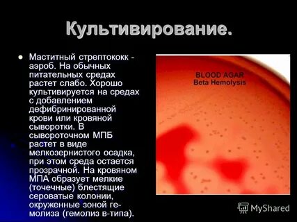 Стрептококки среды для культивирования