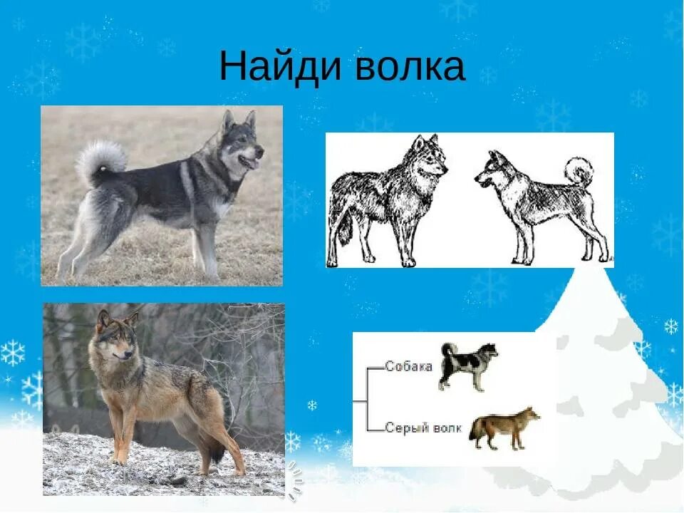 Отличить собаку. Как отличить волка от собаки. Волк и собака отличия. Собака и волк сходства и различия. Сравнение Волков и собак.