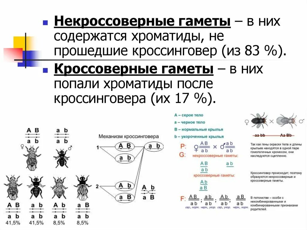 Некроссоверные особи. Как определить кроссоверные гаметы или нет. Не кроссоверные наметы. Кроссоверные не кромоверные гаметы. Кросинговерные ГАМЕТВ.