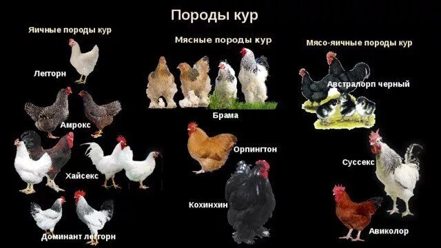 Домашние несушки купить в Искитиме, цена 470 руб., продано 5 марта Птицы