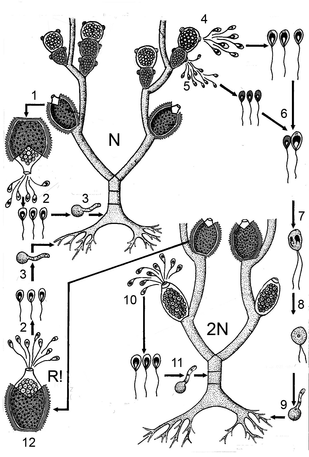 Зооспора Chytridiomycota. Хитридиомицеты мицелий. Зооспоры бриопсиса. Строение зооспоры. Мужские гаметы образуют