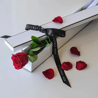Present rose