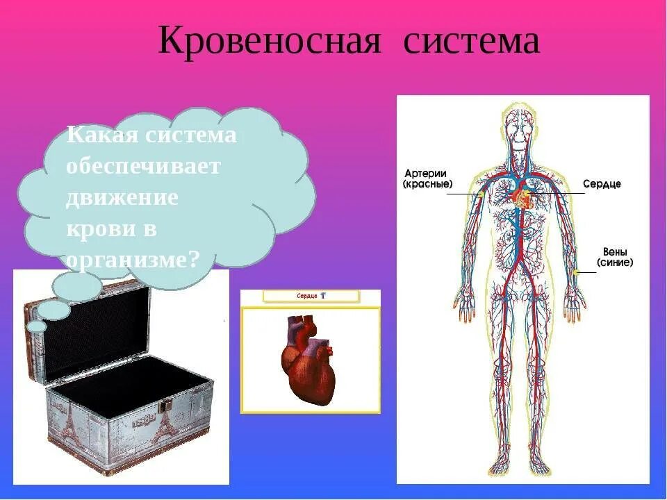 Нервная система человека. Кровеносная система человека. Венозная система человека схема. Кровеносная нервная система. Сосудистая система человека анатомия вены и артерии.