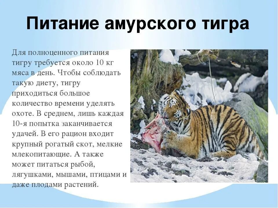 Сообщение о животном из красной книги тигр. Амурский тигр питается. красная книга про амурского тигра. рассказ про тигра из красной книги. амурский тигренок красная книга.