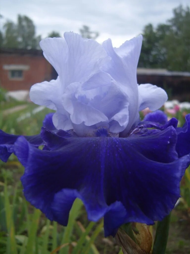 ирис бородатый ворлд премьер. ирис october dreaming. ирис премьера. ирис премьера. ирисы бородатые world premier.