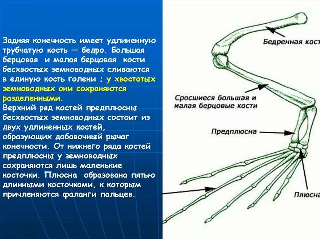 Кости передней конечности земноводных. Строение задних конечностей земноводных. Предплюсна у лягушки. Задние конечности. Конечности бесхвостых.