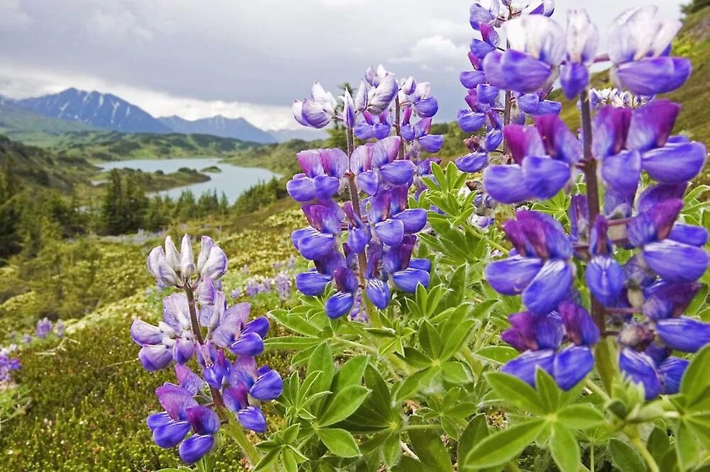 Цветок аляска. Растительность Аляски. Аляска цветы. Дикие цветы Аляски. Лукантениум Аляска цветы.