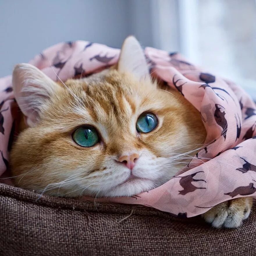 Покажи фотку котиков. Милые котики. Милый кот. Милая кошка. ИК.