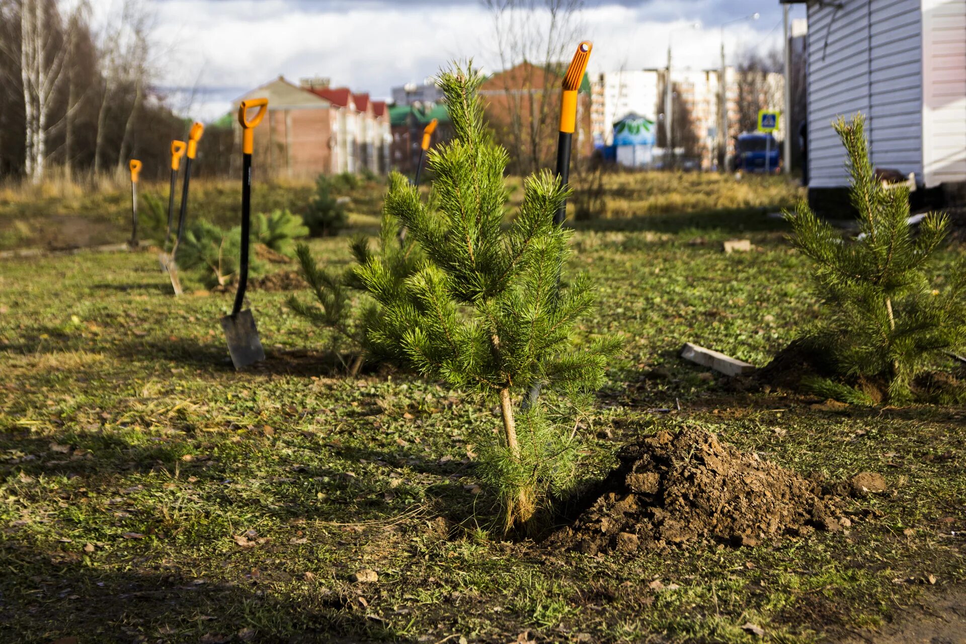 посадка деревьев на участке. посадка саженцев. саженцы кедров высадка. высадили сосны. сосна горная пумилио.