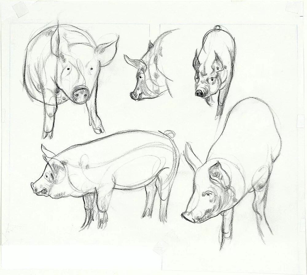 линейные зарисовки животных. зарисовки животных. домашние животные наброски. домашнее животное скетч. наброски домашних животных.