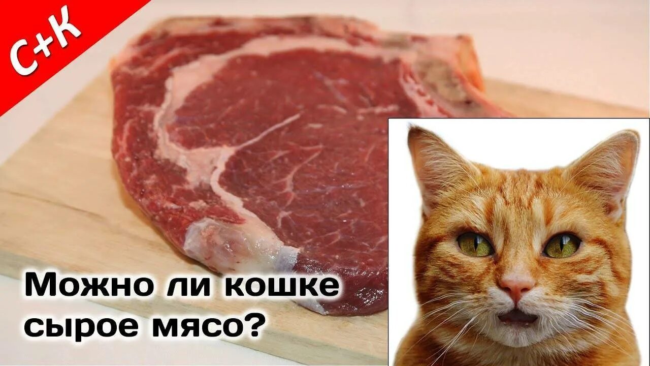Можно кормить котят сырым мясом. Можно кормить котят сырым мясом