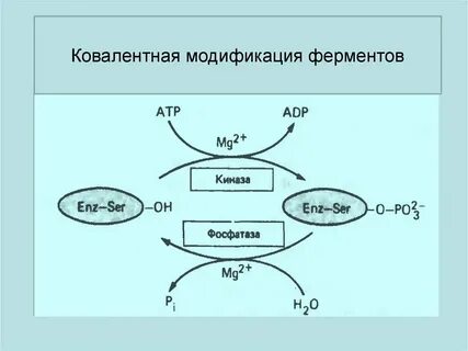 Ковалентная модификация ферментов